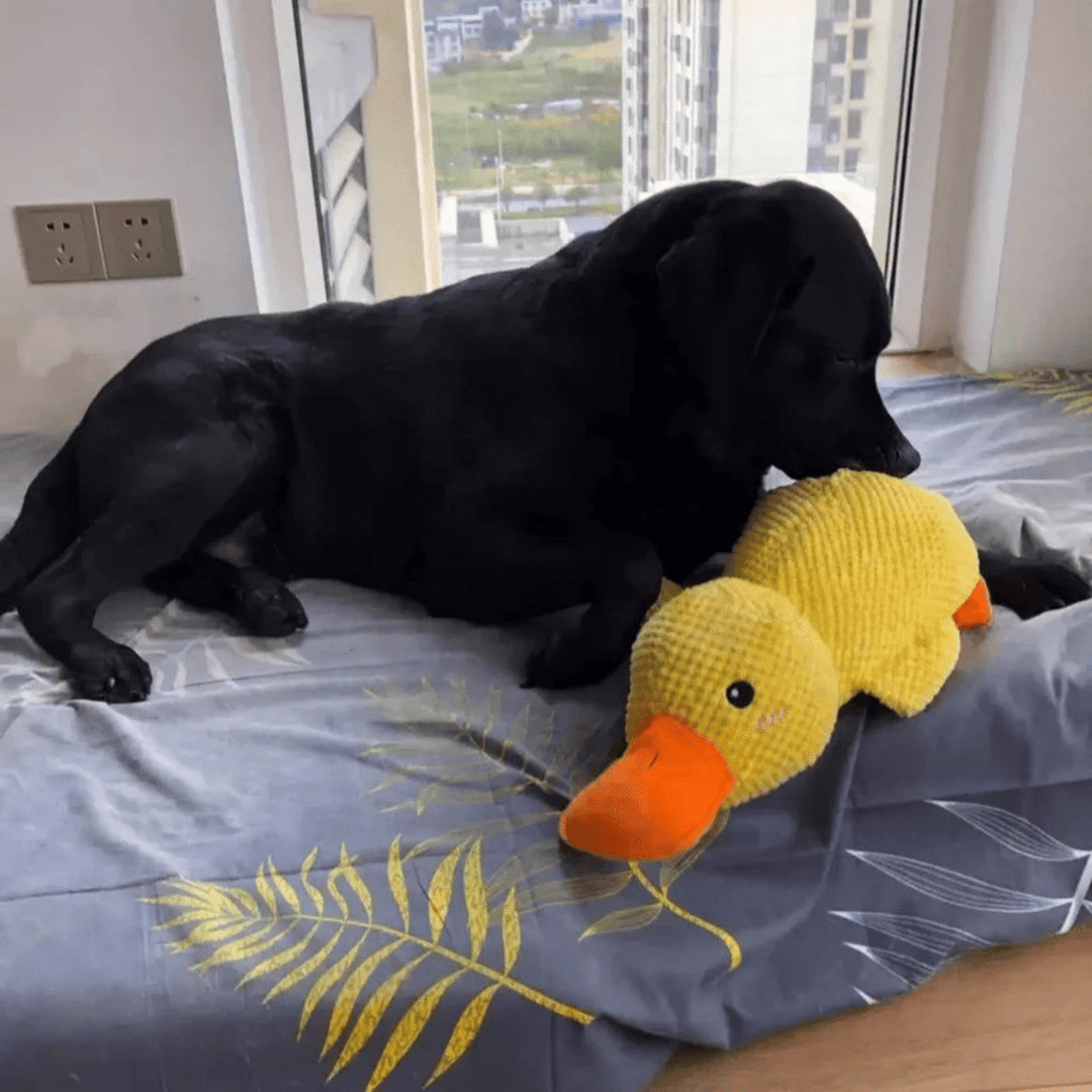 BowLift | PawVerve Plush Duck Toy for Dogs | Soft squeaky comfort toy for playful and relaxed pets