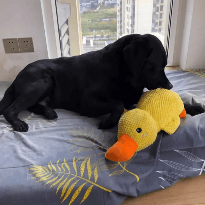 BowLift | PawVerve Plush Duck Toy for Dogs | Soft squeaky comfort toy for playful and relaxed pets