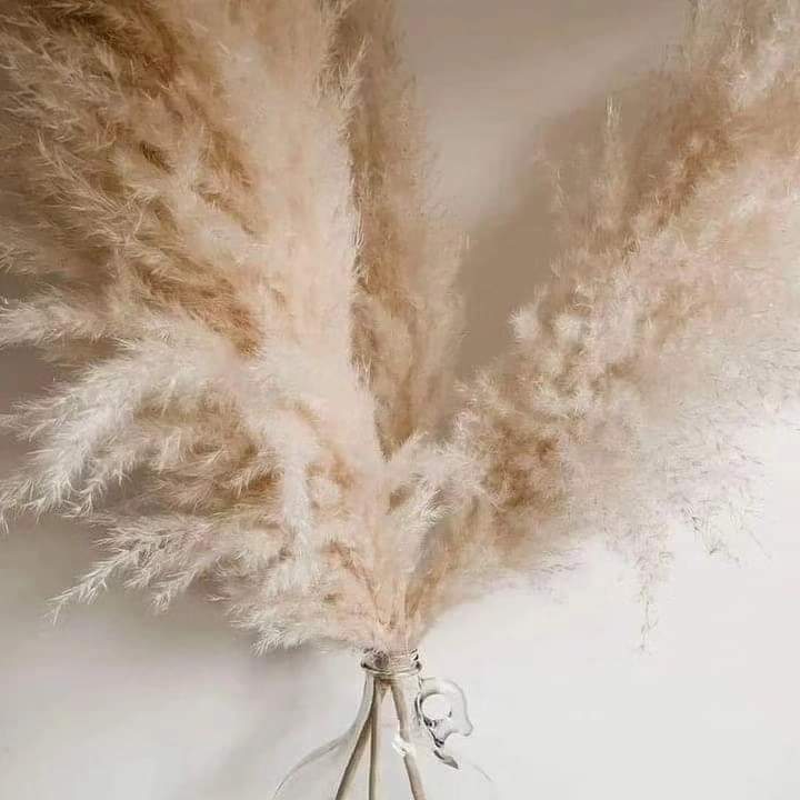 BowLift | 1.5M Pampas grass