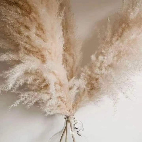 BowLift | 1.5M Pampas grass