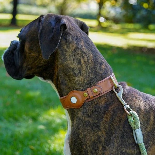 SafeTrack • Premium AirTag Dog Collar - Premium AirTag Dog Collar - BowLift