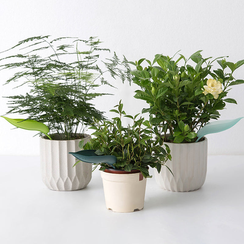 BowLift | Funny Watering Leaves (6pcs)