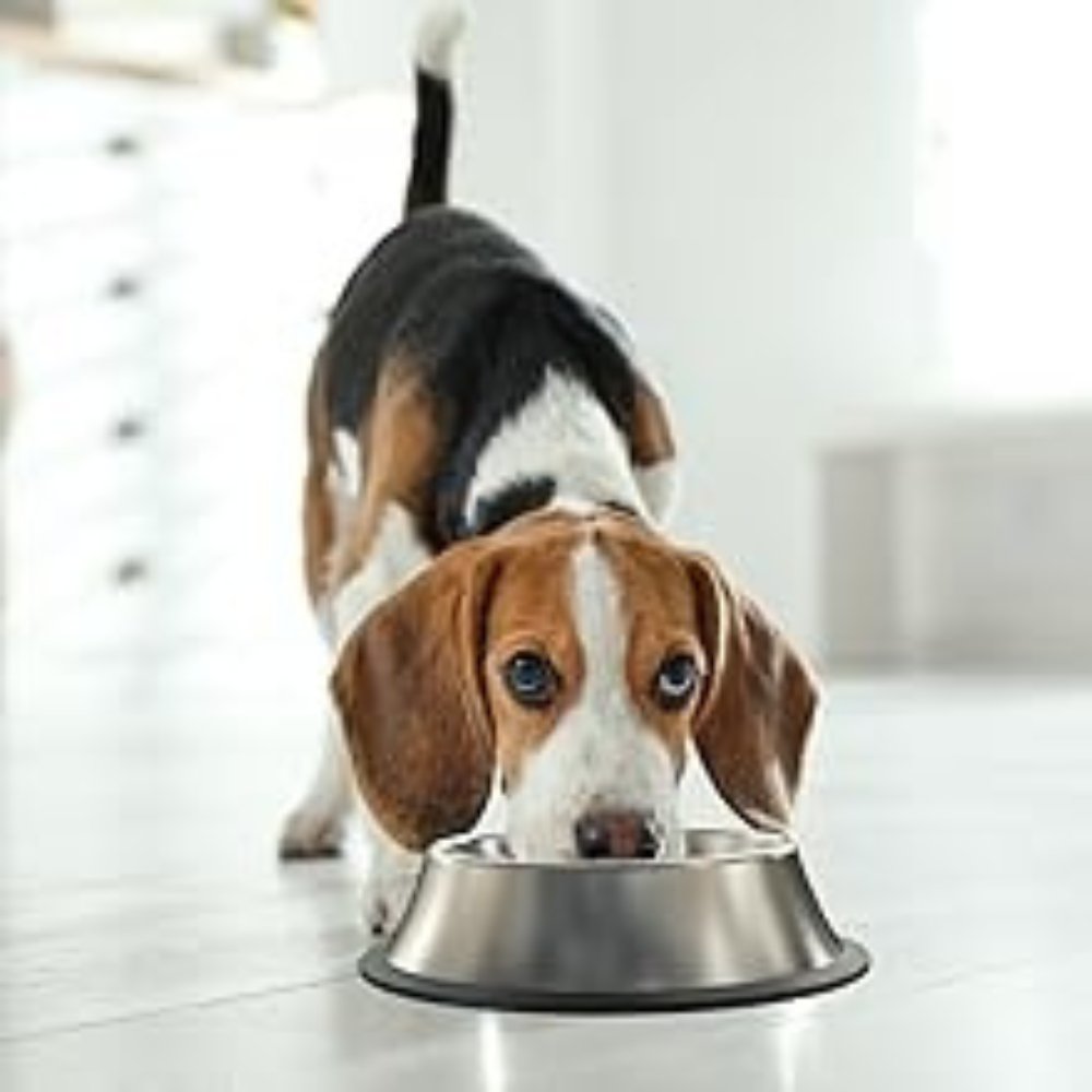 SlowFeed • Dog Feeding Bowl Slow - Dog Feeding Bowl Slow - BowLift