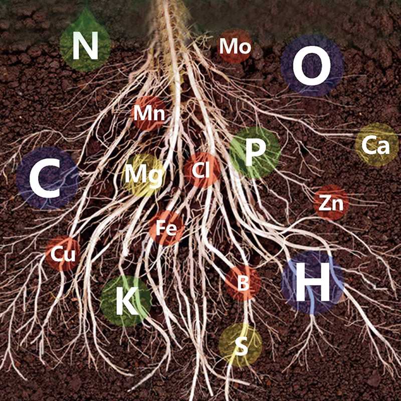 BowLift | Fast-Acting Nutrient Solution for Plants