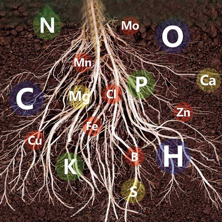 BowLift | Fast-Acting Nutrient Solution for Plants