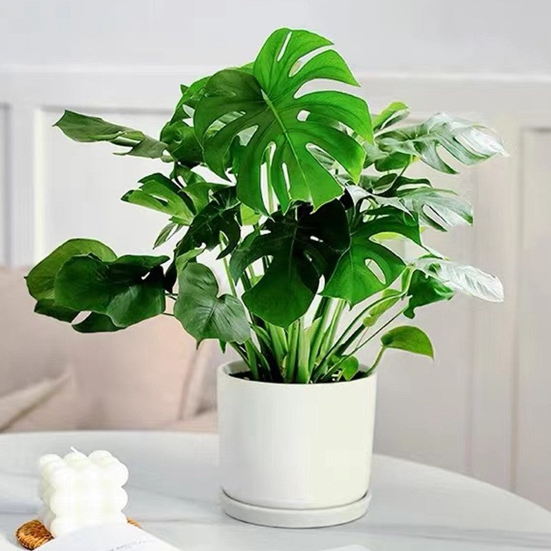 BowLift | Fast-Acting Nutrient Solution for Plants