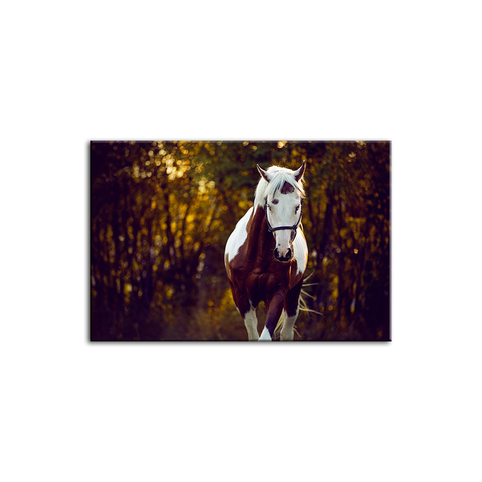 Courtly Overo Horse - Canvas Wall Art Painting | Bowlift