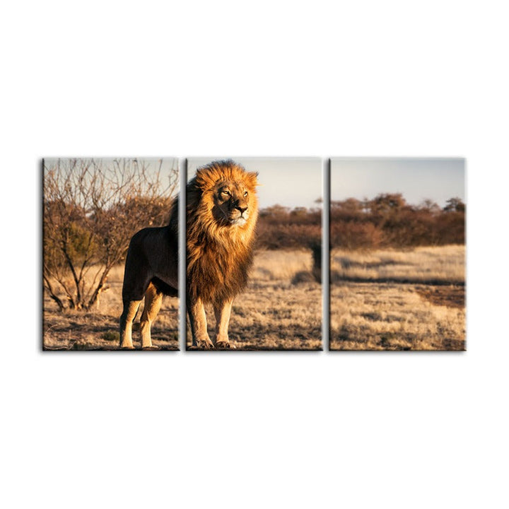 Majestic Lion Bathed In Sunlight-Canvas Wall Art Painting 3 Pieces | Bowlift