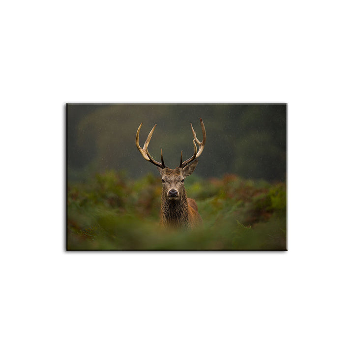 Curios Deer Amongst Ferns - Canvas Wall Art Painting | Bowlift