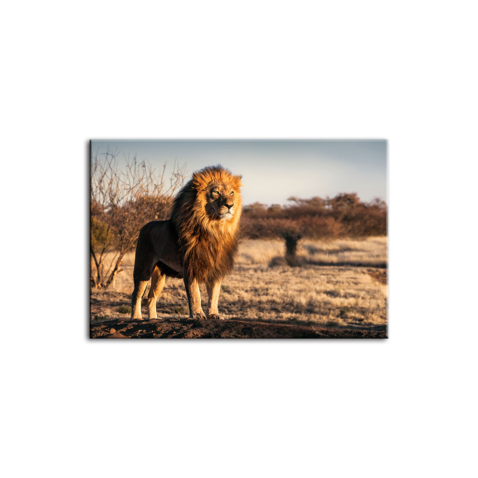 Majestic Lion Bathed In Sunlight - Canvas Wall Art Painting | Bowlift