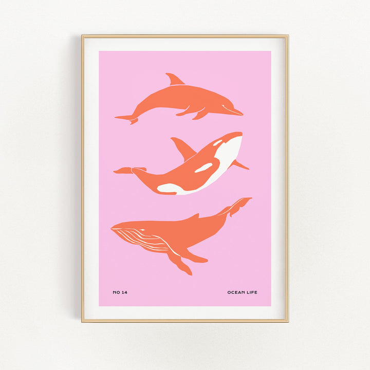 Dolphines | Bowlift
