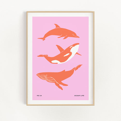 Dolphines | Bowlift